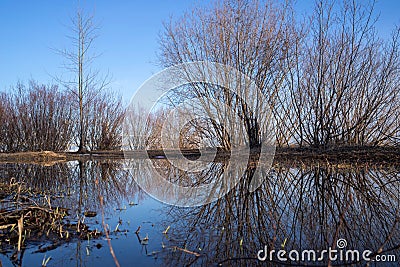Arkhangelsk. Spring evening on the Bank of the Northern Dvina river. Reflection of willow bushes in puddles Stock Photo