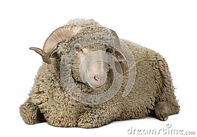 Arles Merino sheep, ram, 1 year old Stock Photo