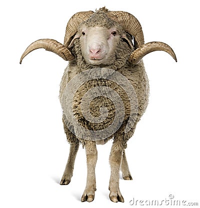 Arles Merino sheep, ram, 3 years old Stock Photo