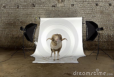 Arles Merino sheep, ram, 3 years old Stock Photo