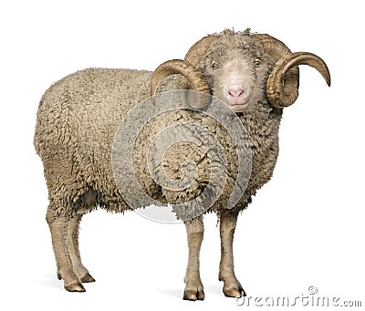 Arles Merino sheep, ram, 5 years old Stock Photo