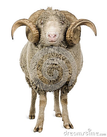 Arles Merino sheep, ram, 5 years old Stock Photo