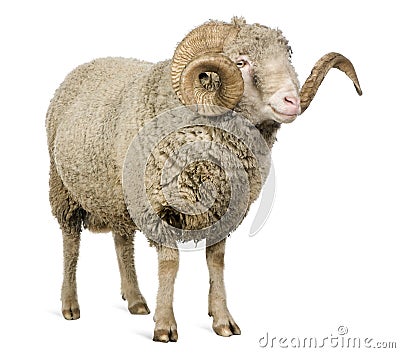 Arles Merino sheep, ram, 5 years old Stock Photo