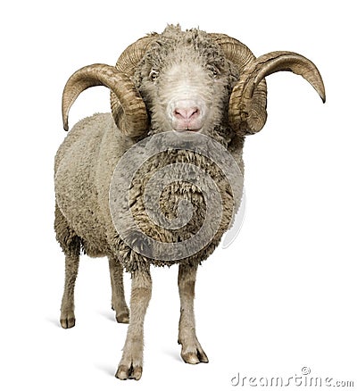 Arles Merino sheep, ram, 5 years old Stock Photo