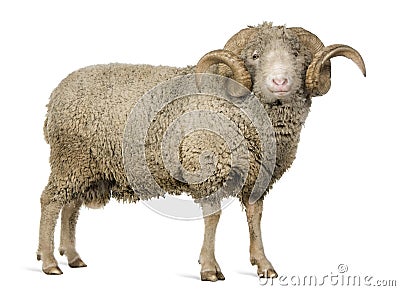 Arles Merino sheep, ram, 5 years old Stock Photo