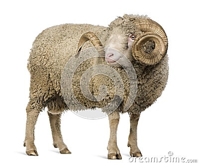 Arles Merino sheep, ram, 5 years old Stock Photo