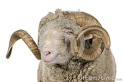 Arles Merino sheep, ram, 5 years old Stock Photo