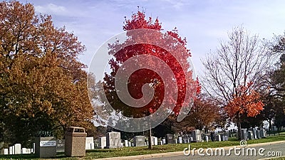 Arlington National cemetery. Fall colors headstones Editorial Stock Photo