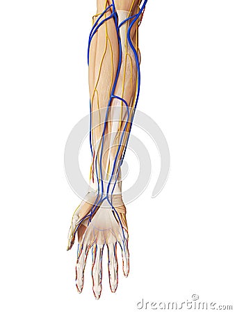 The arm anatomy Cartoon Illustration