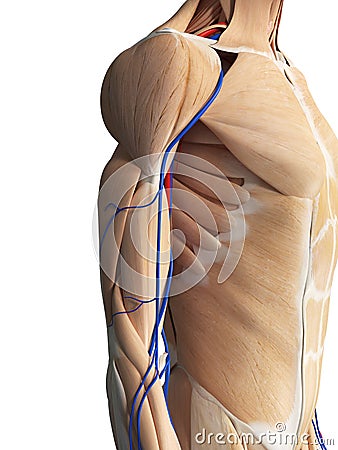 The arm anatomy Cartoon Illustration