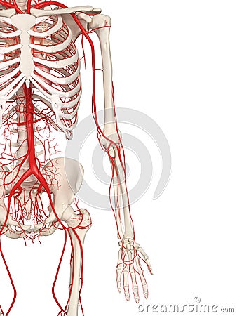 The arm arteries Cartoon Illustration