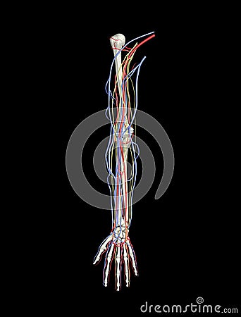 Arm arteries veins nerves Stock Photo