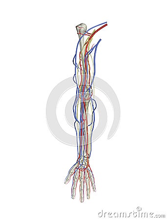 Arm arteries veins nerves Stock Photo