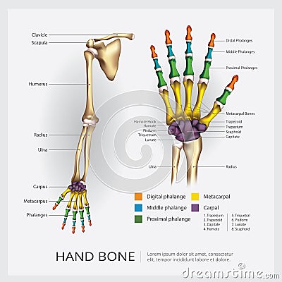 Arm and Hand Bone Vector Illustration