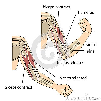 Arm muscles Cartoon Illustration