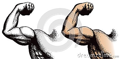 Arm with muscles Vector Illustration