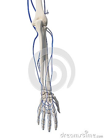 The arm veins Cartoon Illustration