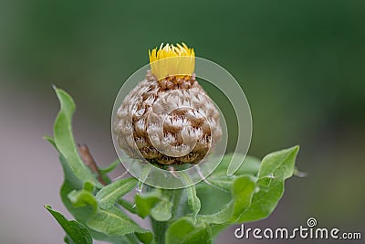 Armenian basketflower, Centaurea macrocephala, yellow top budding flower Stock Photo