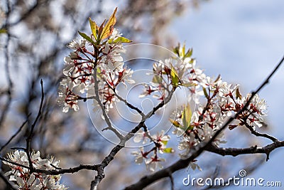 Armenian Plum flowers in bloom. Also known as a Siberian apricot or tibetian apricot Stock Photo