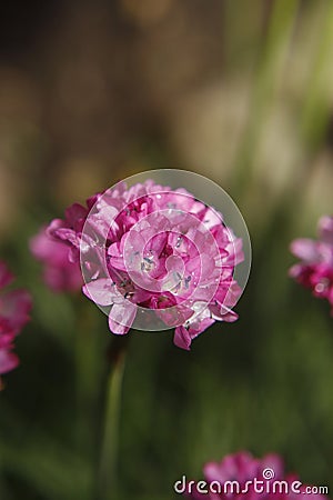 Armeria Stock Photo