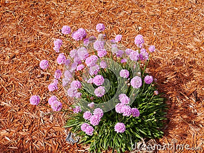 Armeria alpina Stock Photo