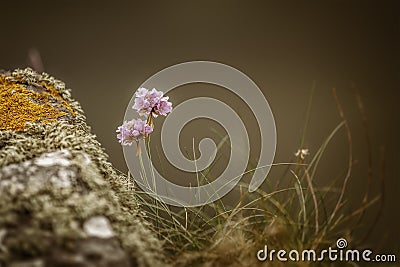 Armeria Maritima Stock Photo