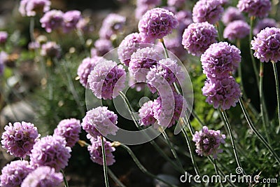 Armeria maritima (Sea Thrift) Stock Photo