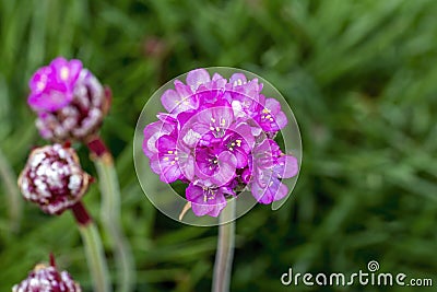 Armeria maritima sea thrift Stock Photo