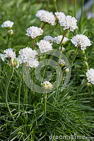 Armeria maritima, thrift white flowers and plant Stock Photo