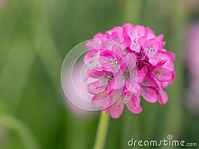 Armeria morisii flowers blooming in a meadow. ** Note: Shallow d Stock Photo