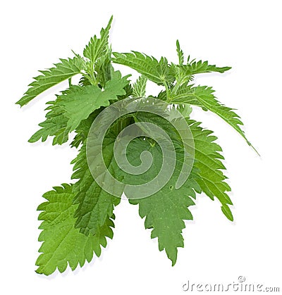 Armful of a green nettle Stock Photo