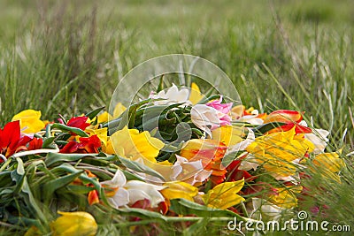 An armful of wild dwarf tulips lying on the grass. Beautiful fragile flowers of the Republic of Kalmykia Stock Photo