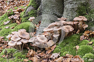 Armillaria honey mushrooms. Stock Photo