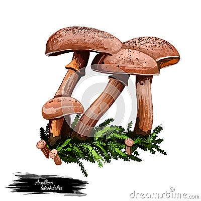 Armillaria luteobubalina Australian honey fungus digital art illustration. Closeup of clipart group of vegetables Cartoon Illustration