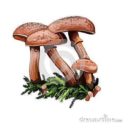 Armillaria luteobubalina Australian honey fungus digital art illustration. Closeup of clipart group of vegetables, Physalacriaceae Cartoon Illustration