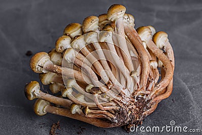 Armillaria mellea, commonly known as honey fungus, is a basidiomycete fungus in the genus Armillaria. Beautiful edible mushroom Stock Photo