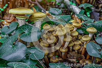 Armillaria mellea, commonly known as honey fungus, is a basidiomycete fungus in the genus Armillaria. Beautiful edible mushroom Stock Photo