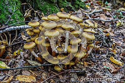 Armillaria mellea, commonly known as honey fungus, is a basidiomycete fungus in the genus Armillaria. Beautiful edible mushroom Stock Photo