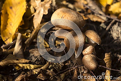 Armillaria mellea honey fungus -autumn edible mushrooms grow in the forest, background, close-up. Fall concept Stock Photo