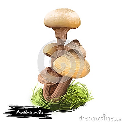 Armillaria mellea or honey fungus, basidiomycete mushroom closeup digital art illustration. Boletus has light yellow cap and same Cartoon Illustration