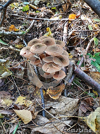 Armillaria mellea - Honey gel Hallimasch mushroom. Stock Photo