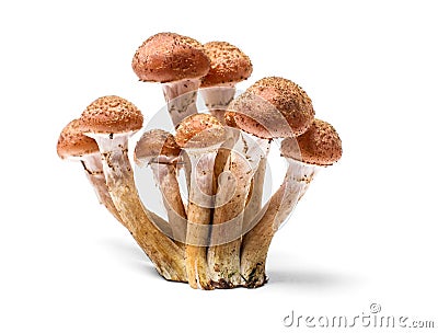 Armillaria mellea - Honey gel Hallimasch mushroom Stock Photo