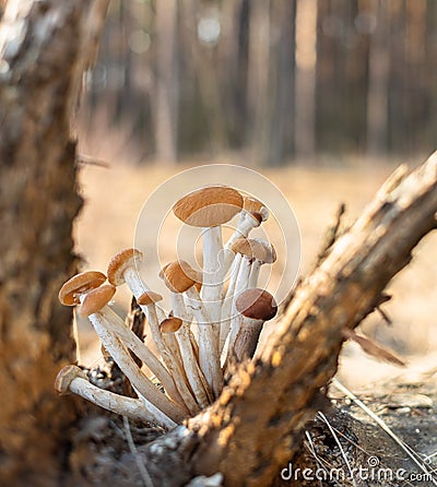 Armillaria mellea or honey mushrooms growing in the forest close-up Stock Photo