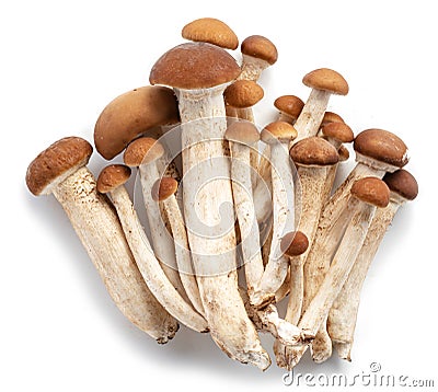 Armillaria mellea or honey mushrooms isolated on white background Stock Photo