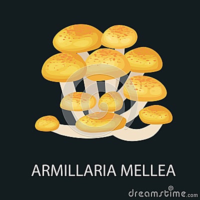 Armillaria mellea isolated, Wild Foraged Mushroom, Vector edible natural mushrooms in nature set, organic vegetable Vector Illustration