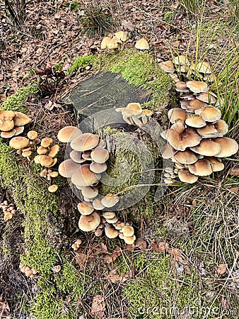 Armillaria ostoyae mushrooms, dark hallimasch in close-up. Stock Photo