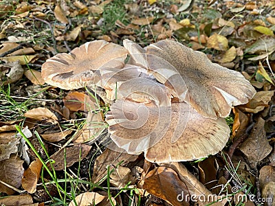 Armillaria ostoyae mushrooms, dark hallimasch in a forest. Stock Photo