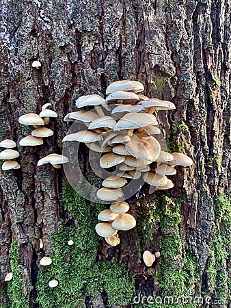 Armillaria ostoyae mushrooms, dark hallimasch in the Rijster forest. Stock Photo