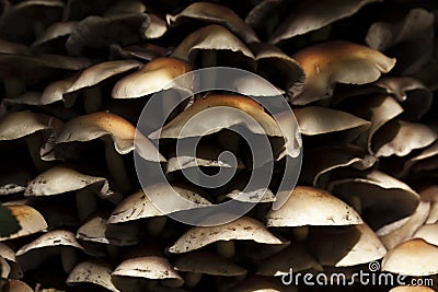 Armillaria tabescens in the forest, Vosges, France Stock Photo