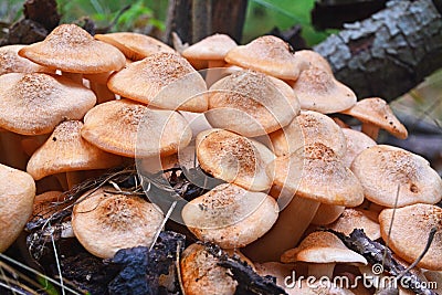 Armillaria tabescens mushroom Stock Photo